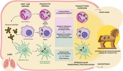 The <mark class="highlighted">Trojan Horse</mark> Model in Paracoccidioides: A Fantastic Pathway to Survive Infecting Human Cells